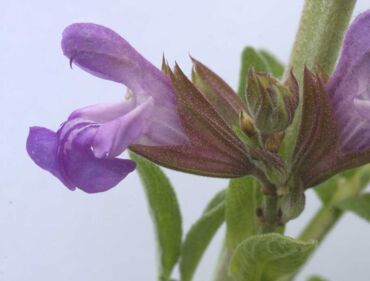 Salbei - Salvia officinalis - ein pflanzliches Antibiotikum
