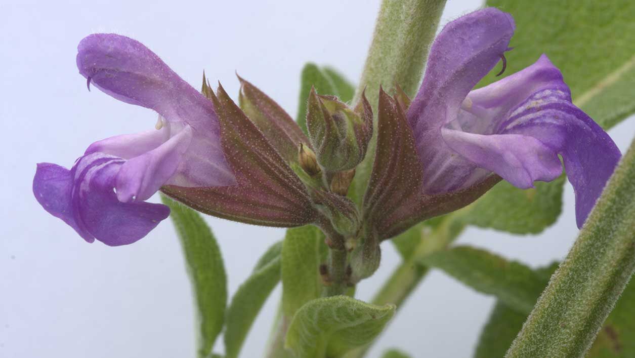 Salbei - Salvia officinalis - ein pflanzliches Antibiotikum